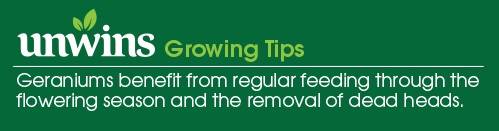 Geranium Simply Red F1 Seeds Unwins Growing Tips